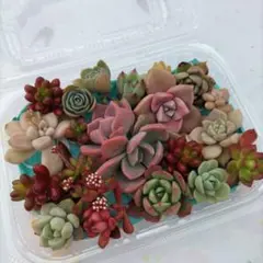多肉植物カット苗寄せ植え用詰め合わせフランチェスカ❤︎紅稚児入り