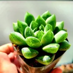 W*o様 花オブツーサ錦 多肉植物 ハオルチア アロエ