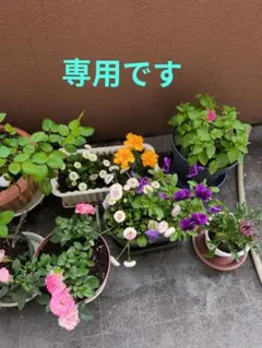 コーラ不味い様