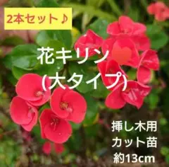 【挿し木用カット苗2本セット♪】花キリン(大タイプ)♥️高さ約13cmのサムネイル