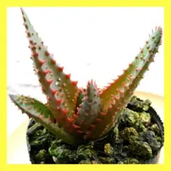 ◾️アロエ TCT ハイブリッド【親株】メルカリ便 送料込み Aloe hyb ◾️アロエ TCT カスティロニアエハイブリッド 【親株】第四種 Aloe