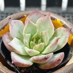 多肉植物 霜椿×シムランスラグナサンチェス【抜き苗】 - メルカリ