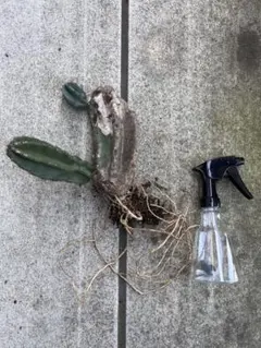 2026年最新】サボテンの人気アイテム - メルカリ