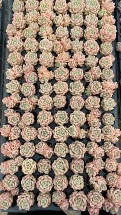 CQ1001 ハマリー 105苗 多肉植物 土と根付き エケベリア 韓国苗 - メルカリ