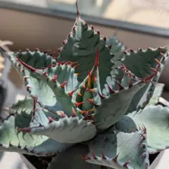 レア‼️スクエアトゥース アガベ コロラータ × ホリダ　ハイブリッド レア‼️スクエアトゥース アガベ コロラータ × ホリダ ハイブリッド