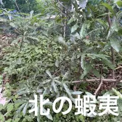 クヌギ 苗木　1.3メートル　カブトムシ の好きな樹液の出るドングリの木落葉樹のサムネイル