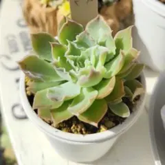 2025年最新】ミソップ苗の人気アイテム - メルカリ