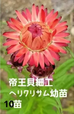 2026年最新】帝王貝細工 苗の人気アイテム - メルカリ