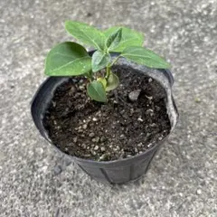 キジョラン苗木　1株のサムネイル