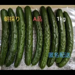 朝採りA品きゅうり1kgネコポスのサムネイル