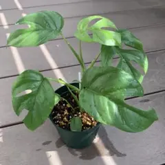 超希少❗️美斑❗️パラゴン　ヒメモンステラ　斑入り✨ Yahoo!オークション - 超希少ラフィドフォラ テトラスペルマ