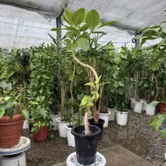 2026年最新】品種名：フィカス・アルテシマ 観葉植物 フィカスの人気 