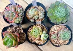 多肉植物　カット苗6苗セット　寄せ植え　ぼのぼのbeehouse おらいさんのサムネイル