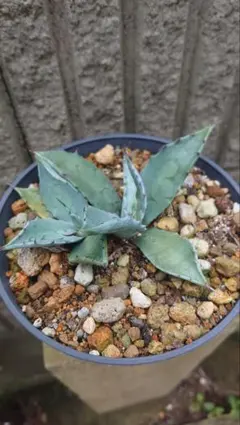 2025年最新】アガベ 親株の人気アイテム - メルカリ