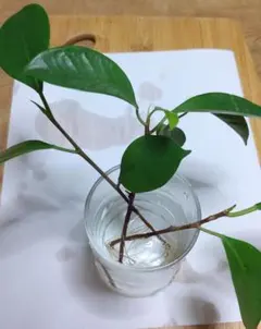 ⭐ガジュマル⭐水挿し 根付苗3本