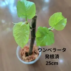 2026年最新】ウンベラータの人気アイテム - メルカリ