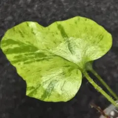 2025年最新】斑 ソテツの人気アイテム - メルカリ