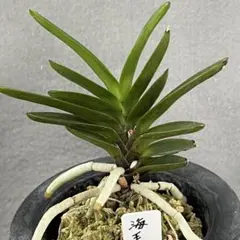 山野草 富貴蘭 長生蘭(セッコク 丹沢産覆輪) - メルカリ