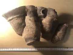 2026年最新】縄文土器 破片の人気アイテム - メルカリ