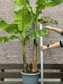 61【アレカヤシ約200cm】大型観葉植物｜西海岸インテリア｜リゾート