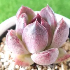 いんこちゃん様 リクエスト 3点 まとめ商品