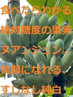 巨大215cm。富裕層向け＝高糖度品種◇ドワーフ・マッサン。バナナ苗