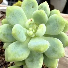 多肉植物 エケベリア おもち - メルカリ