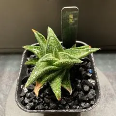 ガステリア　ドロミチカ　極短葉　多肉植物　サボテン　本物　希少　レア　ハオルチア ガステリア ドロミチカ 極短葉 多肉植物 サボテン 本物 希少