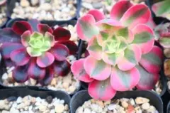 アエオニウム・銅花順錦 - メルカリ
