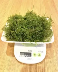 산더미 같은 산들!국내산 버드나무 이끼 100g