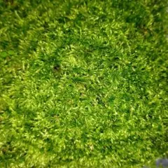 ハネヒツジゴケ　絨毯のような苔です。盆栽の下草・雑草抑制　苔庭へどうぞのサムネイル