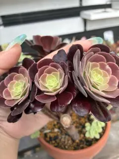 多肉植物 シャネル抜き苗 - メルカリ