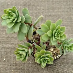 versadense×菊日和 多肉植物抜き苗うに - メルカリ