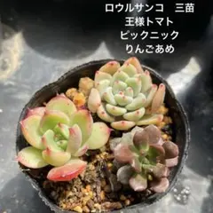 2026年最新】王様トマト多肉植物の人気アイテム - メルカリ