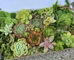 多肉植物セット（エケベリア・セダム）寄せ植え　多肉弁当