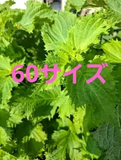 青しそ　1000本以上　中大苗　根付き苗　無農薬　匿名発送　送料込 青しそ 1000本以上 中大苗 根付き苗 無農薬 匿名発送 送料込 | Mercari