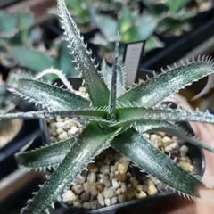 Dyckia Quantum × Mercury - メルカリ