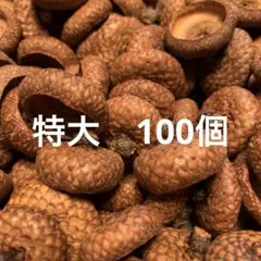 特大ドングリ帽子　100個