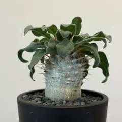 【希少】パキポディウムナマクアナム 光堂 塊根植物 多肉 コーデックス isla del pescado - Pachypodium namaquanum-光堂