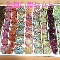 n❗お買い得９種セット❗多肉植物カット苗☆詰め合わせセット☆
