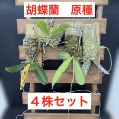 2026年最新】ナゴランの人気アイテム - メルカリ