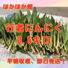 2026年 ぽかぽか畑 行者にんにく 予約枠 【リピーター様限定】 2026年最新】#ぽかぽか畑の行者にんにくの人気アイテム - メルカリ