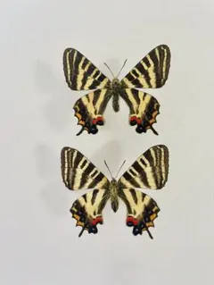 ギフ、ヒメギフチョウ＆ウスバ、ヒメウスバシロチョウセット　セット ギフ、ヒメギフチョウ＆ウスバ、ヒメウスバシロチョウセット セット