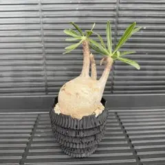 2025年最新】グラキリス 現地球の人気アイテム - メルカリ