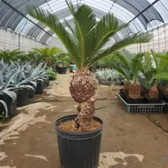 2025年最新】ソテツ 蘇轍の人気アイテム - メルカリ