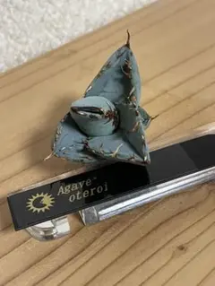 Agave oteroi アガベ オテロイ 子株　ムチムチ チタノタ　白鯨 棘のサムネイル
