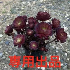 鎌田様専用出品‼️ アエオニウム 黒銅壺法師 群生苗 抜き苗のサムネイル
