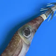 2025年最新】アオリーq rsの人気アイテム - メルカリ