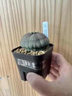 杏庵様 リクエスト 2点 まとめ商品