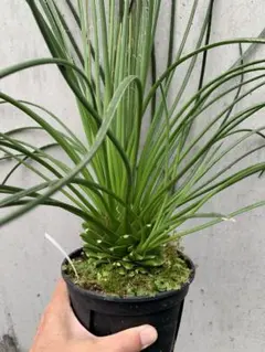 即完売品】フトボタニカル left botanical ハナガラ 植木鉢 - メルカリ